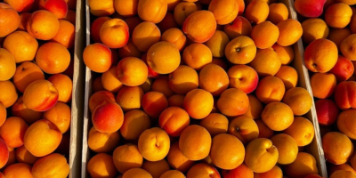 Hola, mi nombre es Olga, exportadora de fruta de