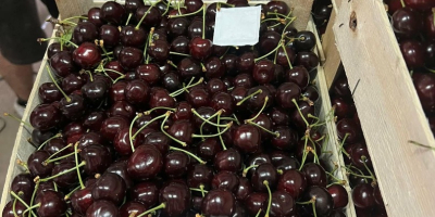Hola, actualmente tenemos 50 toneladas de cerezas dulces frescas