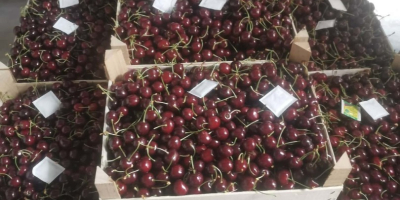 Hola, actualmente tenemos 50 toneladas de cerezas dulces frescas