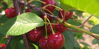 Hola, actualmente tenemos 40 toneladas de cerezas ácidas frescas