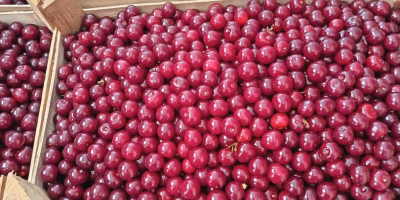 Hola, actualmente tenemos 40 toneladas de cerezas ácidas frescas