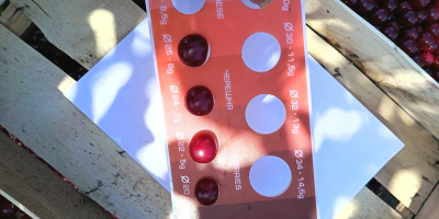 Hola, actualmente tenemos 40 toneladas de cerezas ácidas frescas