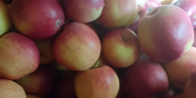 Se venden manzanas Idaret y Jonagoret. Están en buen