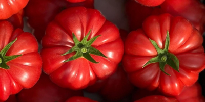 Vendo tomates frambuesa de primera calidad. Un tomate carnoso
