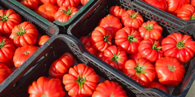 Vendo tomates frambuesa de primera calidad. Un tomate carnoso