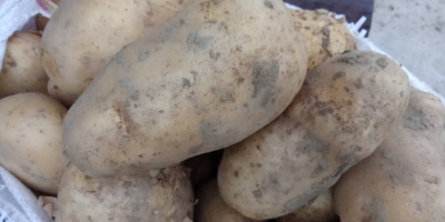 Hola. Vendo patatas, casi 3 toneladas, con urgencia. Somos