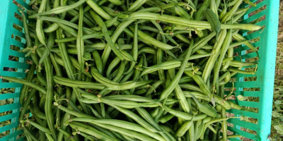 Vendo judías verdes de la variedad Paulista.