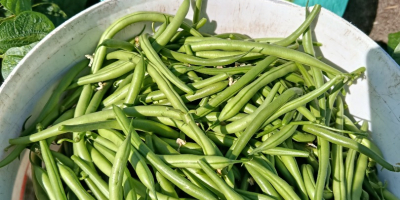 Vendo judías verdes de la variedad Paulista.