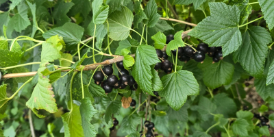 Hola, tengo grosellas negras cosechadas para la venta. Fecha