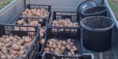 Hola, vendo patatas Irga o Monte Carlo en sacos