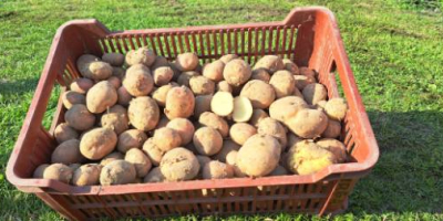 Hola, vendo patatas Irga o Monte Carlo en sacos