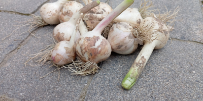 Vendo aproximadamente 1,5 toneladas de ajo de primavera de