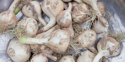 Vendo aproximadamente 1,5 toneladas de ajo de primavera de
