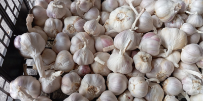 Vendo aproximadamente 1,5 toneladas de ajo de primavera de