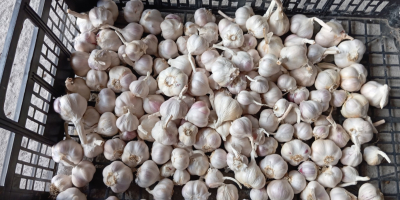 Vendo aproximadamente 1,5 toneladas de ajo de primavera de