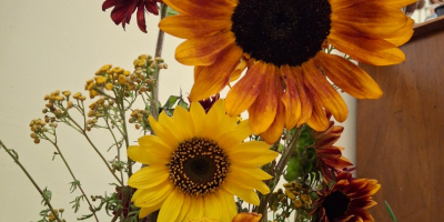 Ofrezco girasoles decorativos al por mayor de mi propia