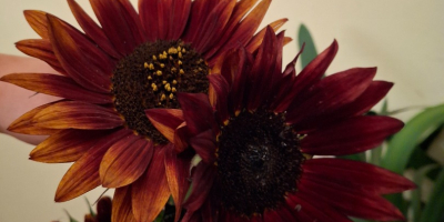 Ofrezco girasoles decorativos al por mayor de mi propia