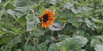 Ofrezco girasoles decorativos al por mayor de mi propia