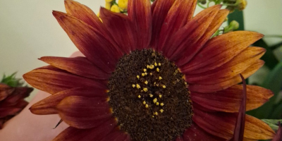 Ofrezco girasoles decorativos al por mayor de mi propia