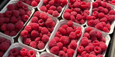 Frambuesas frescas para exportación – Clase I – Variedad