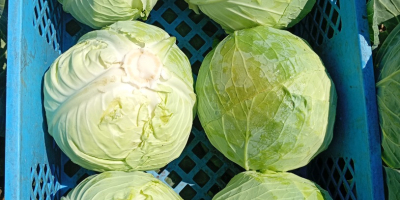 Col blanca dura, variedad Padoch, 2+ kg