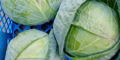 Col blanca dura, variedad Padoch, 2+ kg