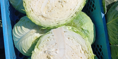 Col blanca dura, variedad Padoch, 2+ kg