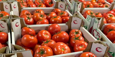 Venta de tomate frambuesa - Madano.