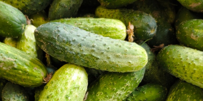 Vendo pepinos de campo de la variedad Amant, con