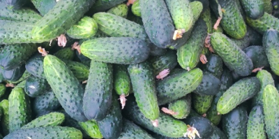 Vendo pepinos de campo de la variedad Amant, con