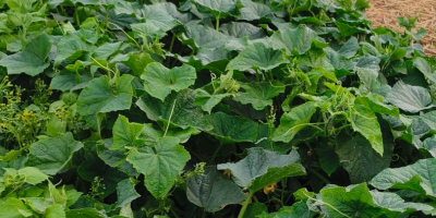 Vendo pepinos de campo de la variedad Amant, con