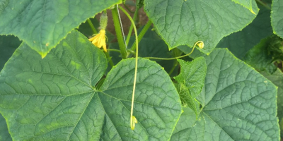 Vendo pepinos de campo de la variedad Amant, con