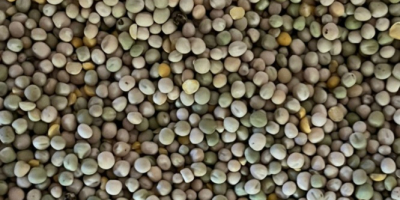 Venderé guisantes en grandes cantidades.