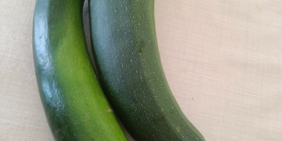 Vendo calabacines orgánicos de huerta, 100 kg. Ideales para