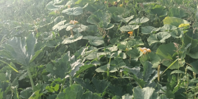 Vendo calabacines orgánicos de huerta, 100 kg. Ideales para