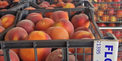 Nueva temporada repleta de fruta fresca a precios excepcionales: