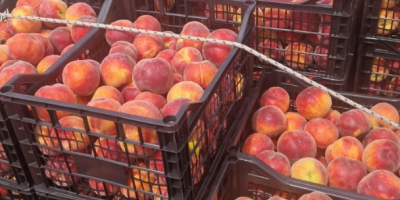 Nueva temporada repleta de fruta fresca a precios excepcionales: