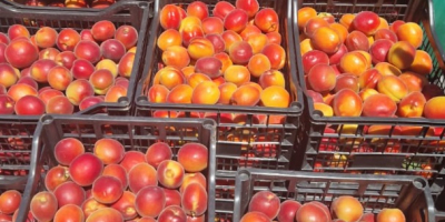 Nueva temporada repleta de fruta fresca a precios excepcionales: