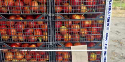 Nueva temporada repleta de fruta fresca a precios excepcionales: