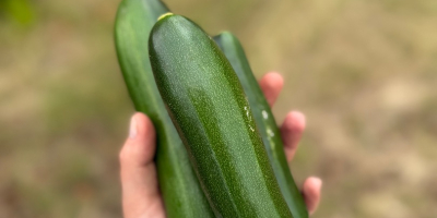 Vendo calabacines cultivados de forma convencional, pero enriquecidos con