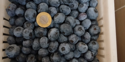 Hola, tengo 200 cestas de arándanos Duke a la