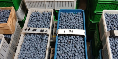 Hola, tengo 200 cestas de arándanos Duke a la