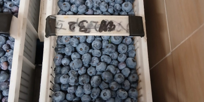 Hola, tengo 200 cestas de arándanos Duke a la