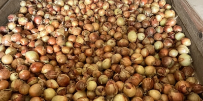 Venta de cebollas de tamaños 40-60 y 60-80.