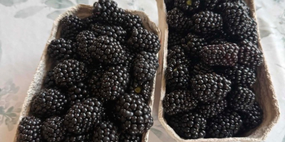 Hola, tengo moras a la venta, por favor contáctenme.