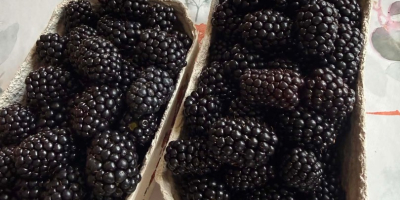 Hola, tengo moras a la venta, por favor contáctenme.