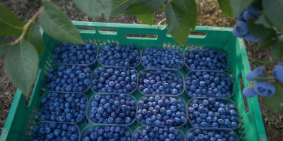 Tengo aproximadamente 500 kg de arándanos grandes y hermosos