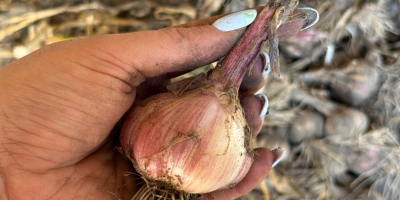 Vendo ajo. Harnaś, sano. Preferiblemente de un campo entero