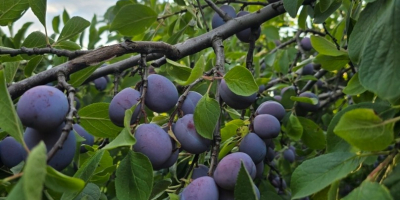Vendo ciruelas de mesa de mi propio huerto, variedad