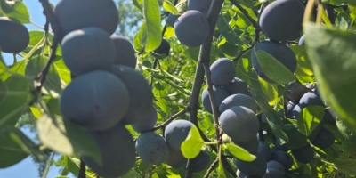 Vendo ciruelas de mesa de mi propio huerto, variedad